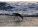 Black bird foraging on the shoreline at 100 Bluff View Dr # 415A, Belleair Bluffs, FL 33770
