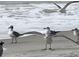 Seagulls on sandy beach near ocean waves at 100 Bluff View Dr # 415A, Belleair Bluffs, FL 33770