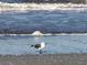 Seagull in shallow water on beach at 100 Bluff View Dr # 415A, Belleair Bluffs, FL 33770