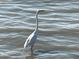Great egret wading in shallow water at 100 Bluff View Dr # 415A, Belleair Bluffs, FL 33770