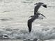 Two seagulls in flight over ocean waves at 100 Bluff View Dr # 415A, Belleair Bluffs, FL 33770