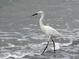 White shorebird wading in the ocean waves at 100 Bluff View Dr # 415A, Belleair Bluffs, FL 33770