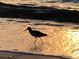 Silhouette of a shorebird on the beach at sunset at 100 Bluff View Dr # 415A, Belleair Bluffs, FL 33770