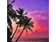 Tropical sunset on the water with silhouetted palm trees creating a relaxing and picturesque scene at 538 Southwest N Blvd, St Petersburg, FL 33703
