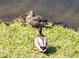 Image showcasing a Gathering of ducks enjoying the waterfront in this lovely community at 262 Countryside Key Blvd, Oldsmar, FL 34677