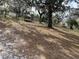 An expansive yard with scattered trees, offering a sense of privacy and space at 1319 Vance Rd, Plant City, FL 33566