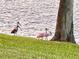 Several roseate spoonbills gather in a green, grassy area near the water's edge at 7233 15Th Ne Ct, St Petersburg, FL 33702