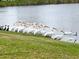 Group of white pelicans gathered by the lake shore, adding a touch of nature's charm at 7233 15Th Ne Ct, St Petersburg, FL 33702