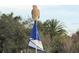 Hawk perched on top of golf flag with clear skies in the background at 10626 Restoration Ter, Bradenton, FL 34212