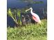 Beautiful roseate spoonbill standing in a marsh by the water at 10626 Restoration Ter, Bradenton, FL 34212