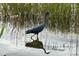 Beautiful image of a heron fishing in a peaceful pond at 10626 Restoration Ter, Bradenton, FL 34212