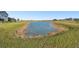 Scenic pond surrounded by lush greenery, enhancing the natural beauty of the neighborhood at 10374 Echo Dock Loop, San Antonio, FL 33576