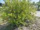 Lush pomegranate bush with vibrant green foliage and ripe pomegranates, adding natural beauty at 27064 Omni Ln, Punta Gorda, FL 33983
