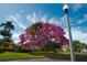 Charming street view with a large, flowering tree and well-manicured lawns under a sunny sky at 5166 39Th S St, St Petersburg, FL 33711