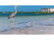 A great blue heron stands on the beach, framed by a building and blue skies at 458 Grant St, Dunedin, FL 34698