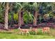Deer grazing in the backyard with mature palm trees, enhancing the natural beauty of the property at 3870 155Th E Ave, Parrish, FL 34219