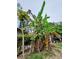 Banana tree in the backyard at 5209 10Th S Ave, Gulfport, FL 33707