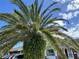 Palm tree in the front yard of the home at 3722 Haven Dr, New Port Richey, FL 34652