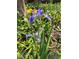 Close-up shot featuring a vibrant purple iris flower with yellow accents and lush green foliage at 6226 Hampton N Ct, St Petersburg, FL 33710