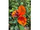 Close-up of a vibrant orange flower with lush green foliage in natural sunlight at 6226 Hampton N Ct, St Petersburg, FL 33710