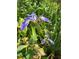 Beautiful purple iris flower with yellow accents surrounded by vibrant green foliage at 6226 Hampton N Ct, St Petersburg, FL 33710