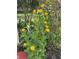 Stunning yellow flowers surrounded by lush greenery and a natural, wooded backdrop at 6226 Hampton N Ct, St Petersburg, FL 33710