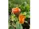 Close-up of vibrant orange and yellow canna flowers amidst lush green foliage, adding natural beauty to the landscape at 6226 Hampton N Ct, St Petersburg, FL 33710