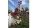 A beautiful Bougainvillea tree showcases vibrant red blooms, enhancing the yard with its ornamental appeal and color at 6226 Hampton N Ct, St Petersburg, FL 33710