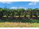 View of backyard, fence, and a well-manicured lawn providing privacy and space at 3110 Bent Creek Dr, Valrico, FL 33596
