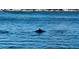 A dolphin swims in the ocean near the home at 6265 Sun Blvd # 101, St Petersburg, FL 33715