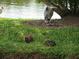 Picturesque pond view with local wildlife, enhanced by natural surroundings at 6315 Shoreline Dr # 3208, St Petersburg, FL 33708