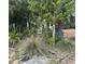 Tranquil vacant lot with mature trees, native plants, and decorative yard art, ready for new construction at 830 S Davis Blvd, Tampa, FL 33606