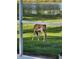 Deer grazing in the backyard near a pond; wildlife can be enjoyed at this property at 16311 Colwood Dr, Odessa, FL 33556