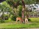 Deer grazing in the backyard with lush green lawn and mature trees at 16311 Colwood Dr, Odessa, FL 33556