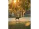 Buck in a serene setting, highlighting the area's natural beauty at 16311 Colwood Dr, Odessa, FL 33556