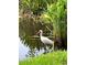 A majestic white bird gracefully stands near the water's edge at 650 Saxony Blvd, St Petersburg, FL 33716