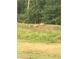 Peaceful landscape featuring a small herd of deer grazing on a grassy knoll surrounded by lush trees at 25950 Risen Star Dr, Wesley Chapel, FL 33544