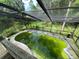 View of green pool inside screen enclosure, surrounded by trees and grass at 3712 Murray Dale Dr, Valrico, FL 33596