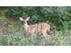 Spotted fawn stands amongst lush vegetation in the backyard at 1405 Kensington Woods Dr, Lutz, FL 33549