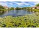 Picturesque pond with floating lily pads, surrounded by beautiful landscaping and residential buildings at 10263 Gandy N Blvd # 105, St Petersburg, FL 33702