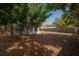 Backyard with a shed, surrounded by mature trees and foliage at 560 80Th N Ave, St Petersburg, FL 33702