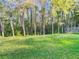 View of the lush green backyard with a row of beautiful trees at 8264 Dunham Station Dr, Tampa, FL 33647
