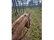 Horseback riding on natural path through lush pine forest with blue sky, and tall trees at 10946 Gun Dog Way, Lithia, FL 33547