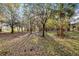 Serene wooded landscape with mature trees and lush ground cover at 10946 Gun Dog Way, Lithia, FL 33547