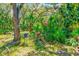 A lot with an abundance of gorgeous, mature palms, pines, shady trees, and lush vegetation at 13450 Wilcox Rd, Largo, FL 33774