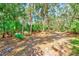 A lot with an abundance of gorgeous, mature palms, pines, shady trees, and lush vegetation at 13450 Wilcox Rd, Largo, FL 33774