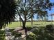 Large backyard with lush green grass and mature trees providing shade and privacy at 6269 Palma Del Mar S Blvd # 407, St Petersburg, FL 33715