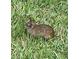 A cottontail rabbit resting in the grass enjoying the sunshine at 29443 Zeller Ave, San Antonio, FL 33576
