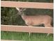 Deer grazing in the lush green meadow just beyond the split rail fence at 29443 Zeller Ave, San Antonio, FL 33576