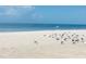 A bright, sandy beach is home to many seagulls at 10355 Paradise Blvd # 909, Treasure Island, FL 33706